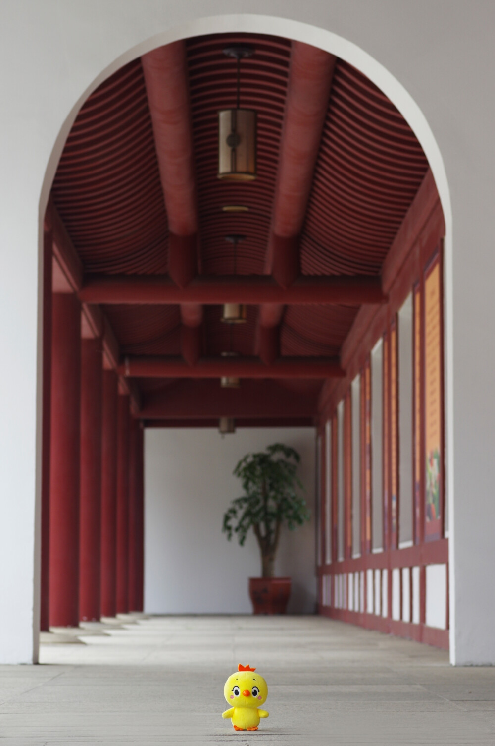 小黄鸡高登摄影作品（2）