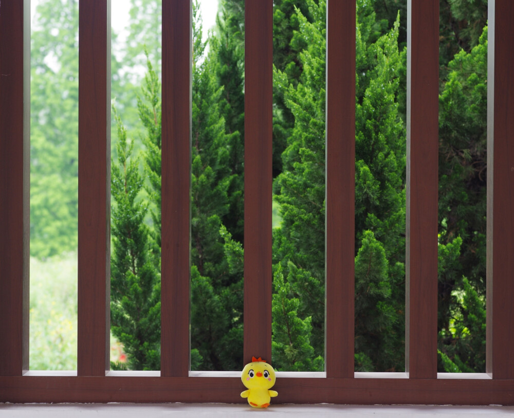 小黄鸡高登摄影作品（3）