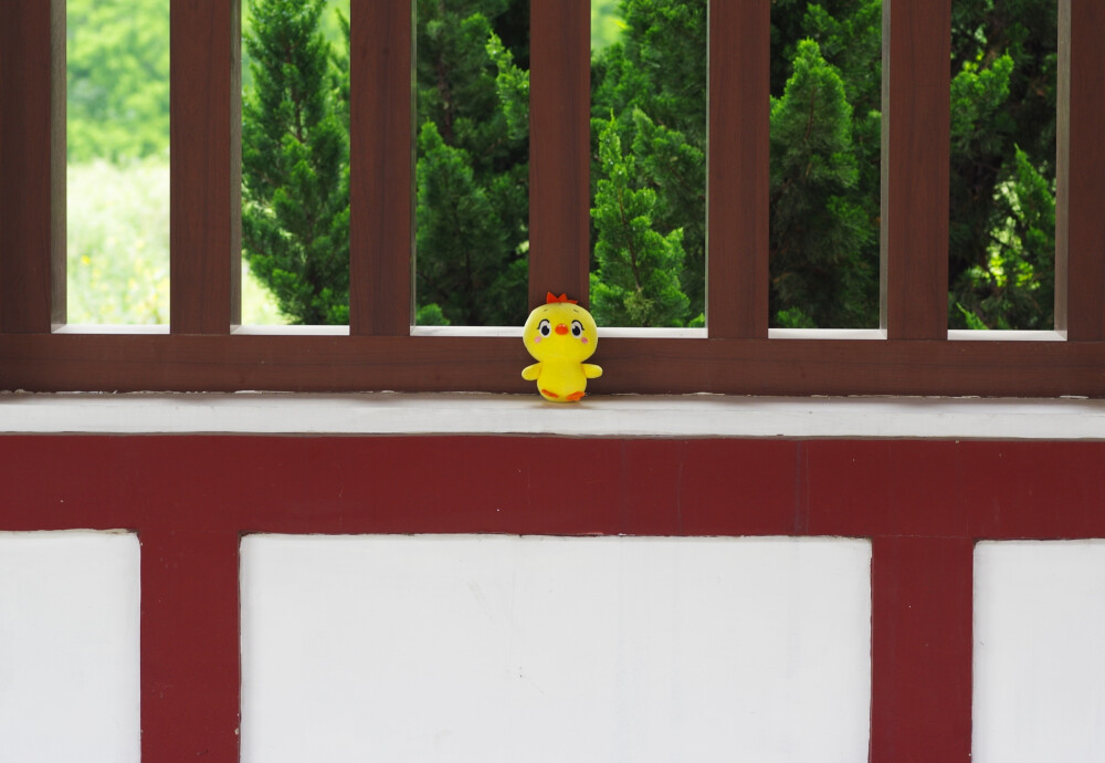 小黄鸡高登摄影作品（4）