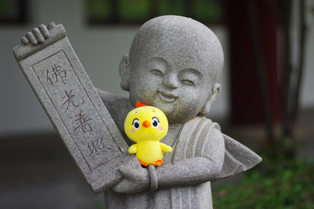 小黄鸡高登摄影作品（5）