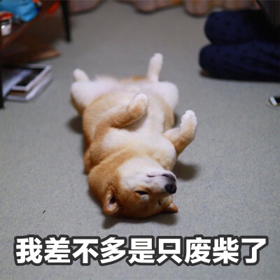 废 柴犬 萌犬 可爱 