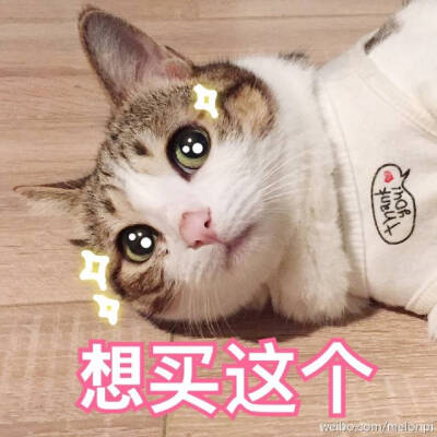 买买买表情包 萌猫 猫大仙