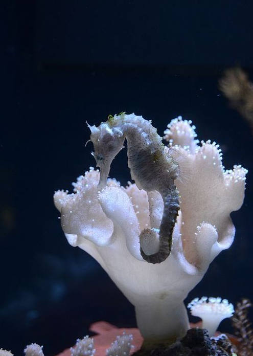 海里生物，海马