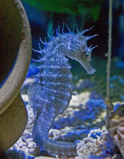 海里生物，海马