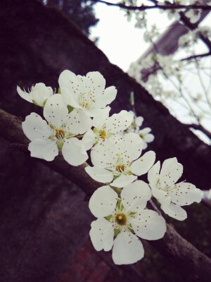 一年中最美的等候：
小寒：一候梅花、二候山茶、三候水仙
大寒：一候瑞香、二候兰花、三候山矾
立春：一候迎春、二候樱桃、三候望春
雨水：一候菜花、二候杏花、三候李花
惊蛰：一候桃花、二候棠梨、三候蔷薇
春分：一候海棠、二候梨花、三候木兰
清明：一候桐花、二候麦花、三候柳花
谷雨：一候牡丹、二候酴醾、三候楝花