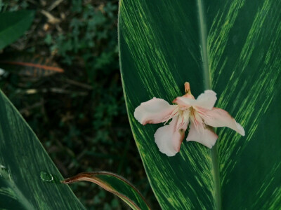 绿叶 落花