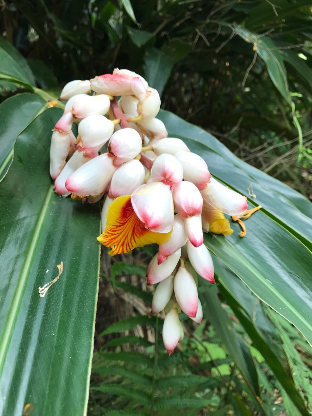 花叶艳山姜