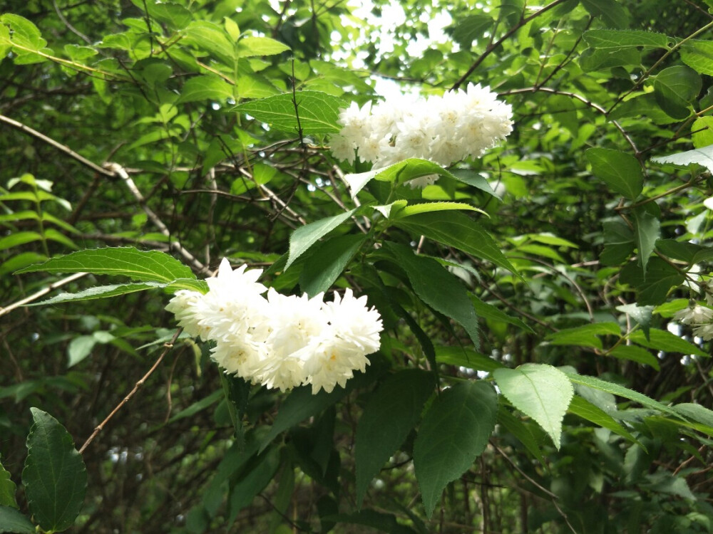 白花重瓣溲疏