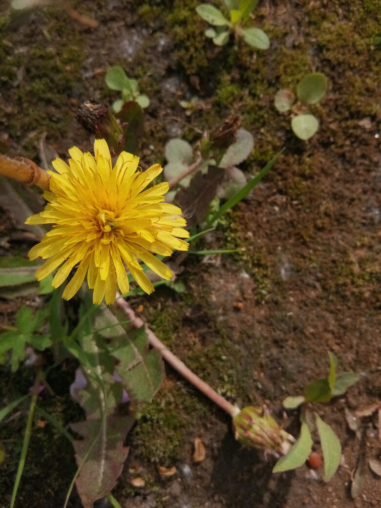 野花