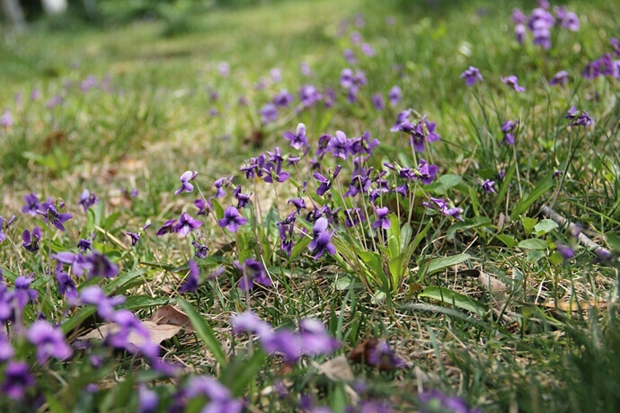 紫花地丁