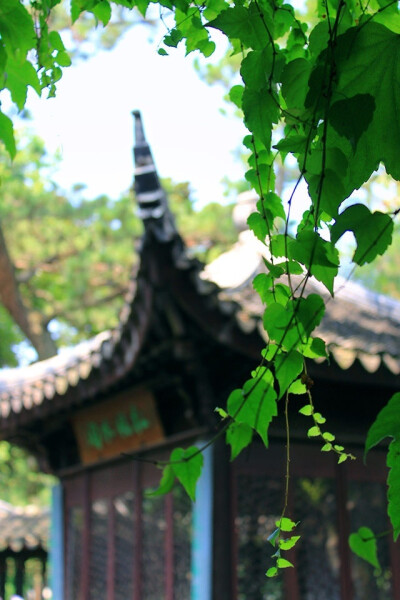 你我暮年，闲坐庭院，云卷云舒听雨声，星密星稀赏月影，花开花落忆江南，你话往时，我画往事。 ​​​​