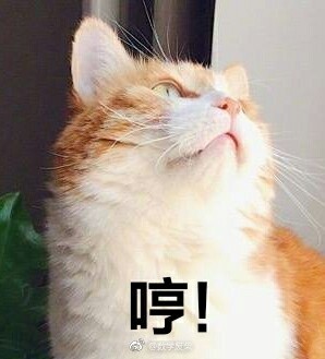 网黄猫日 萌猫 表情