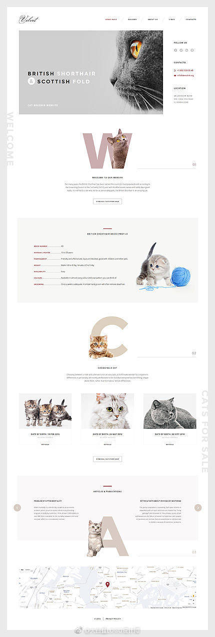 动物网页设计