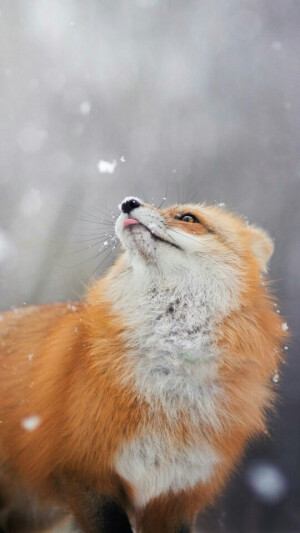 狐狸