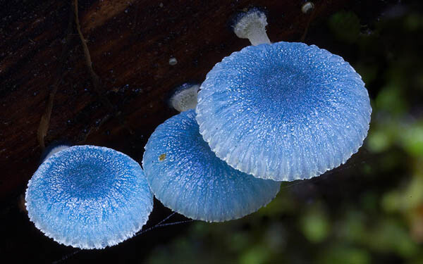 Magical World of Australian Fungi Photographed by Steve Axford