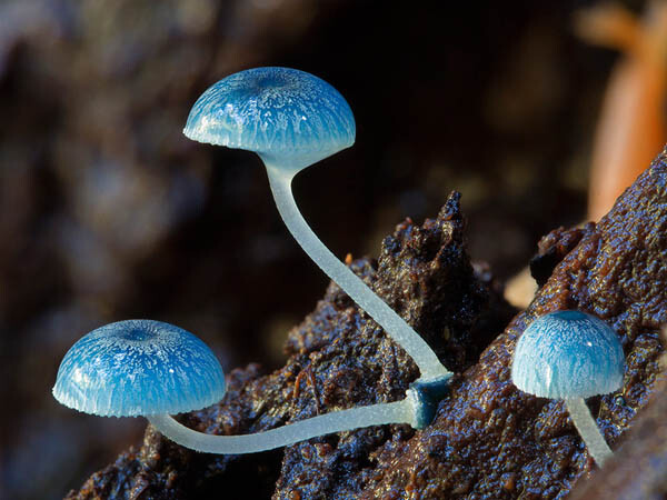 Magical World of Australian Fungi Photographed by Steve Axford