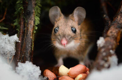 27 Cute Photography of Wild Mice