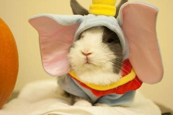 27 Creative and Funny Halloween Pet Costume Ideas