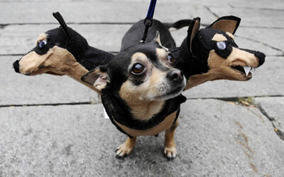 27 Creative and Funny Halloween Pet Costume Ideas