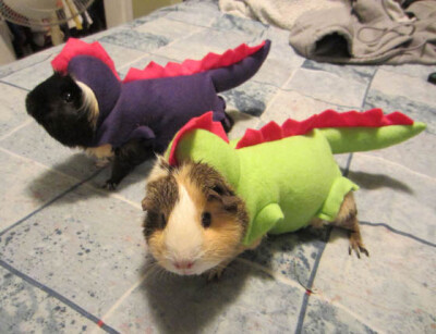 27 Creative and Funny Halloween Pet Costume Ideas