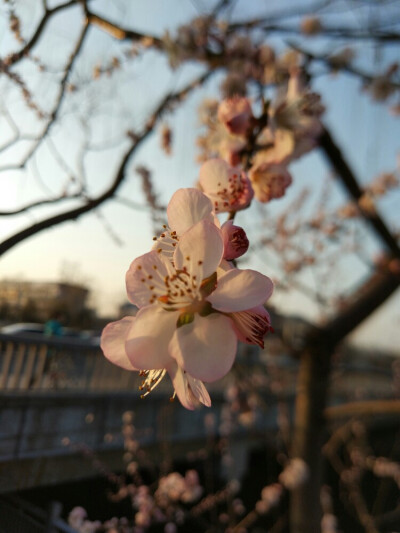 夕阳花枝