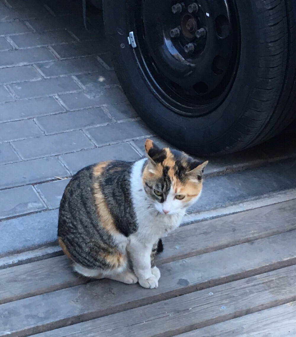 门口野猫