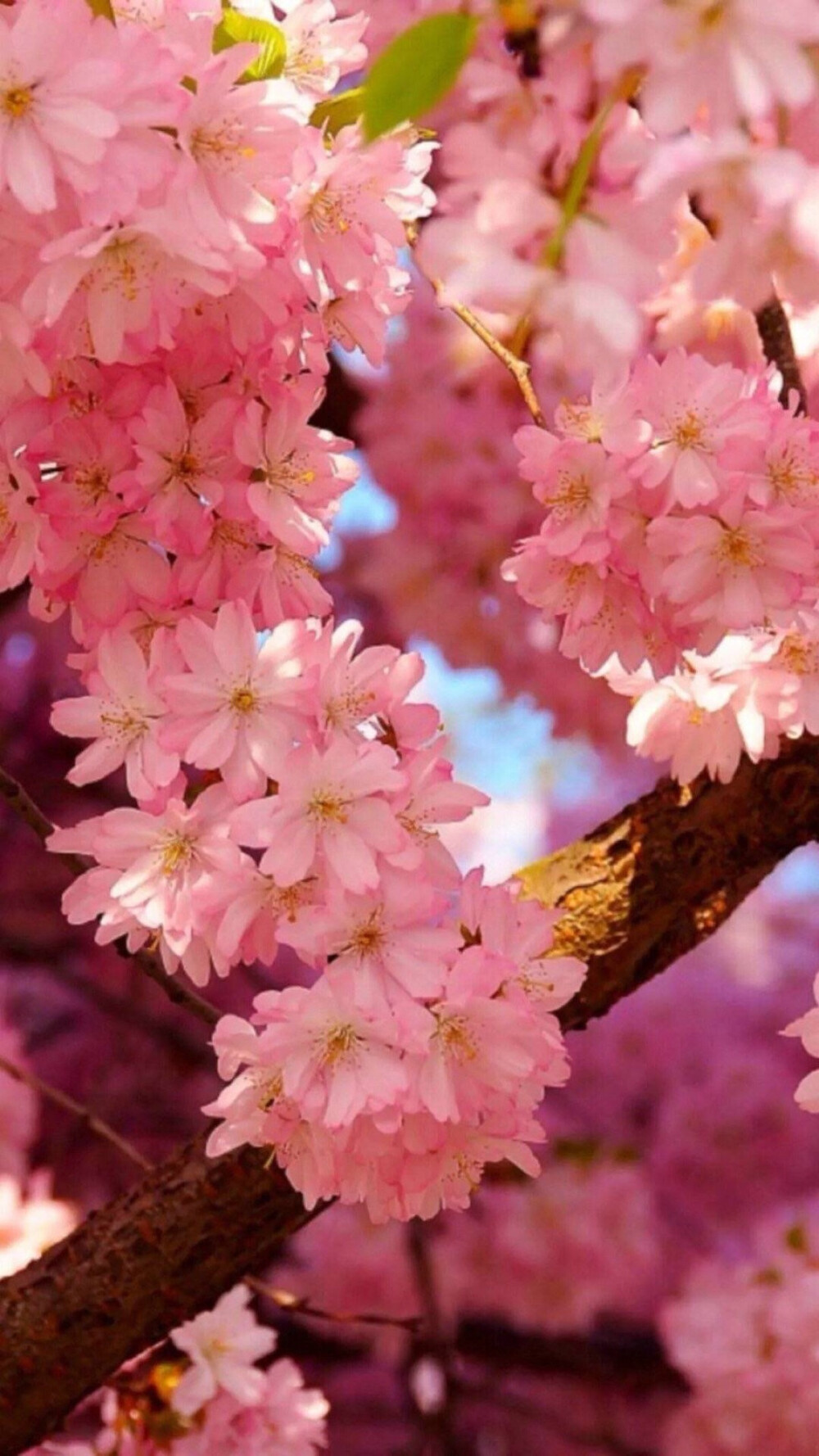 桃花看多了好像樱花啊