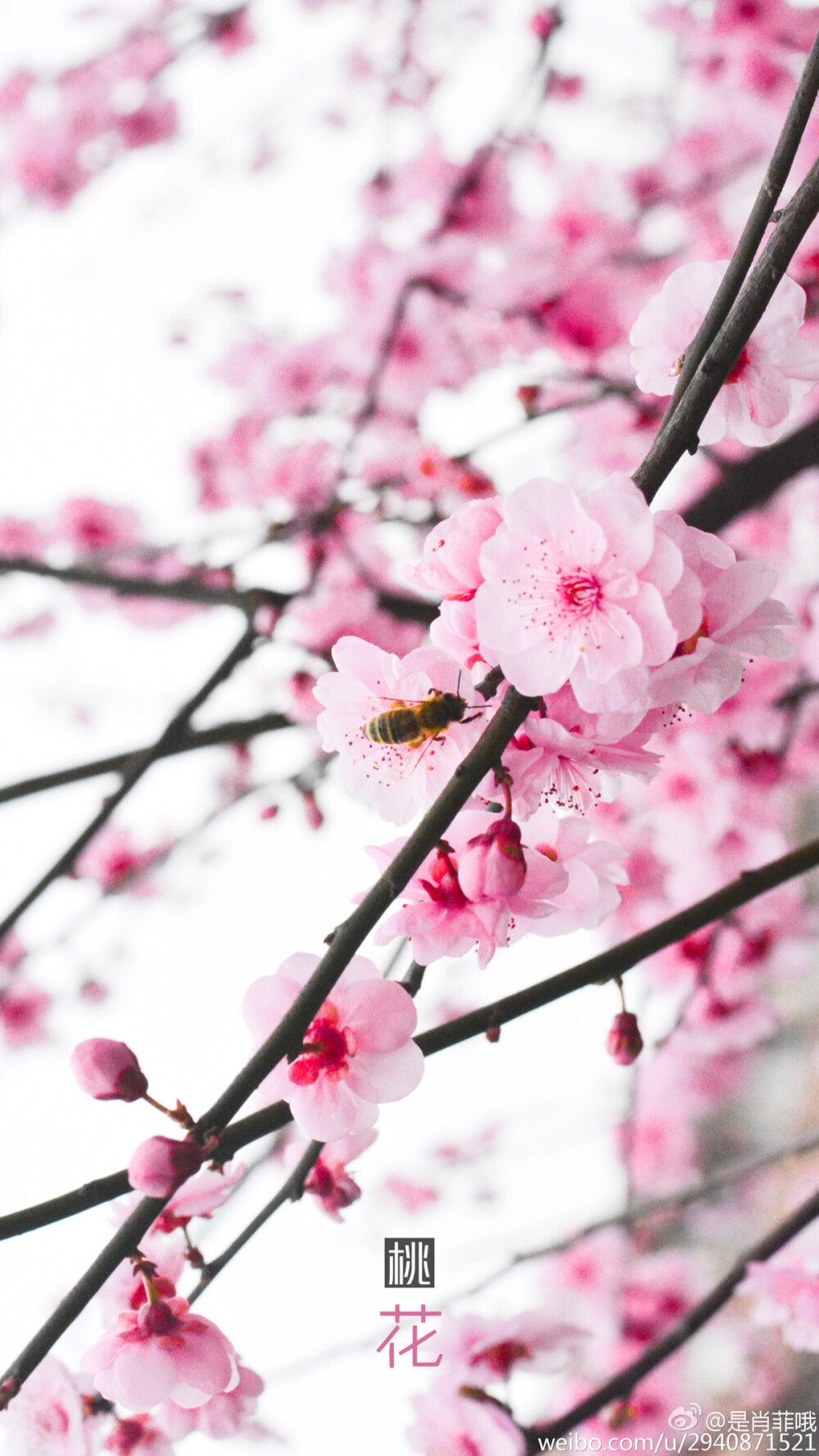 桃花与蜜蜂