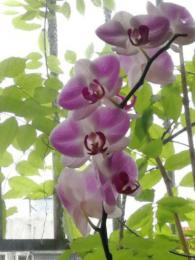 紫藤 和蝴蝶兰，紫藤没有开花