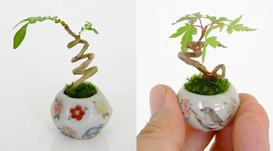 Ultra Small Japanese Bonsai with Height Less Than 3CM