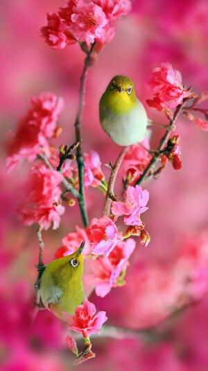 桃花与小鸟