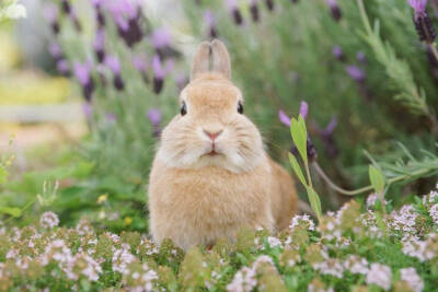 萌宠兔兔