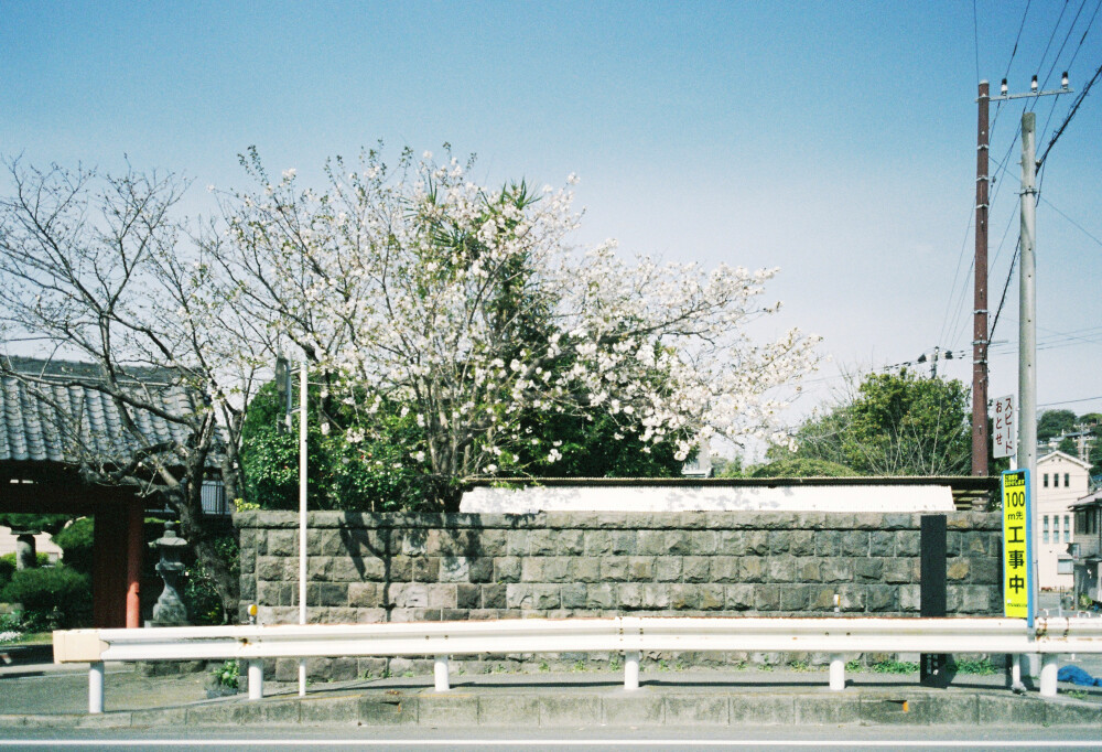 日本旅拍 街景 约拍 全球旅拍 樱花 胶片摄影