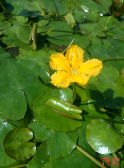 参差荇菜，左右流之