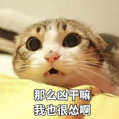 猫咪表情包