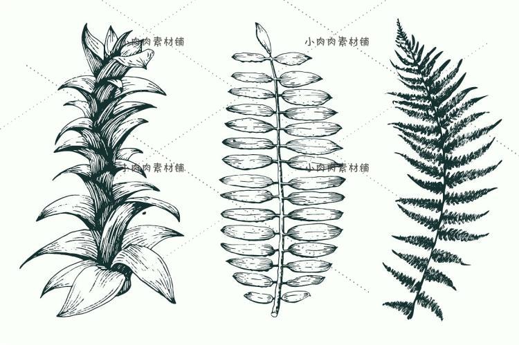 黑白手绘线稿图复古植物树叶种子包装印刷AI矢量设计素材AI229