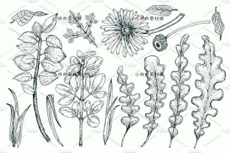 黑白手绘线稿图复古植物树叶种子包装印刷AI矢量设计素材AI229