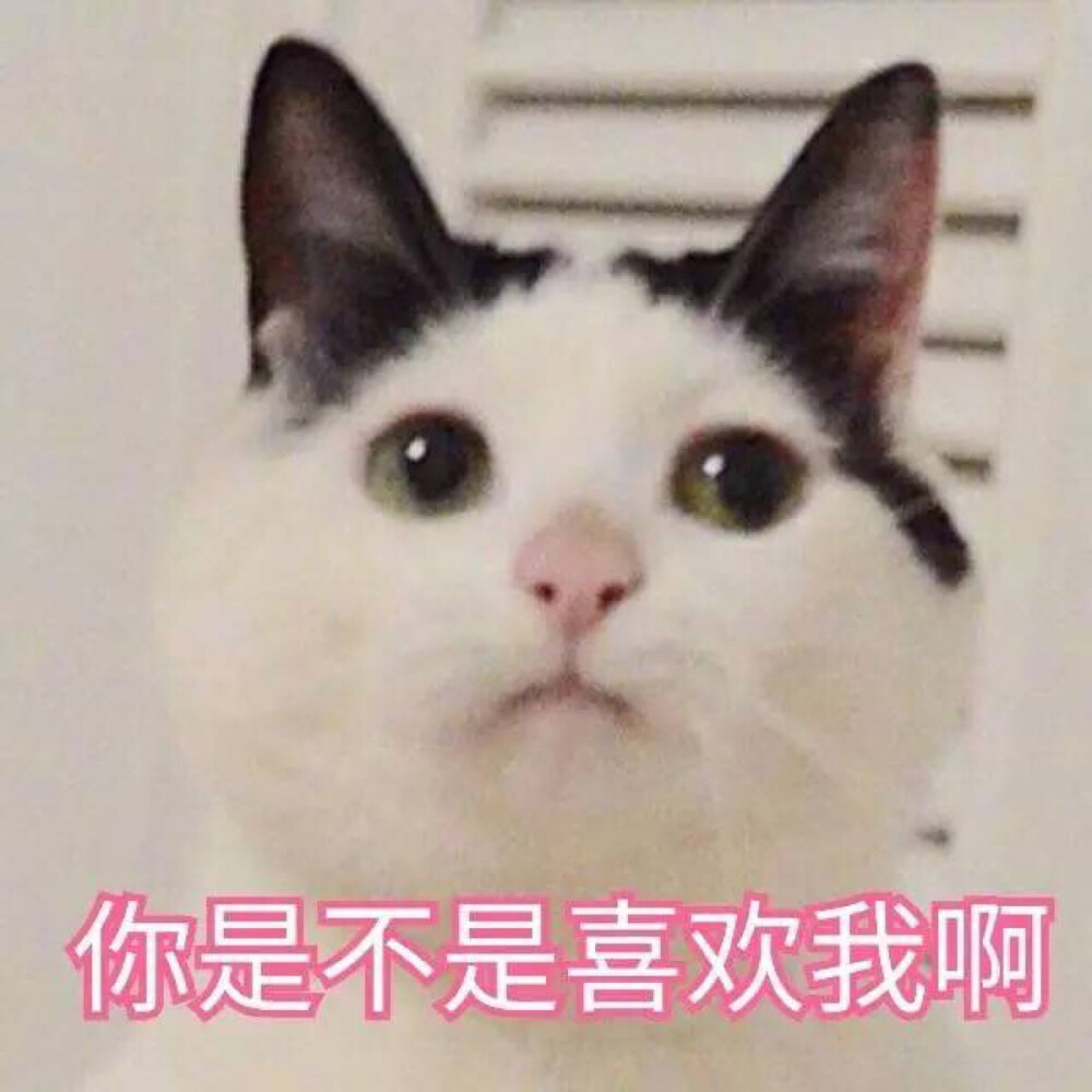 喵小懒