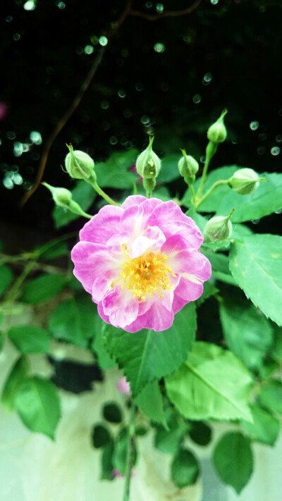 初夏 花 原创 摄影 风景 壁纸桌面 特写 静物 蔷薇花