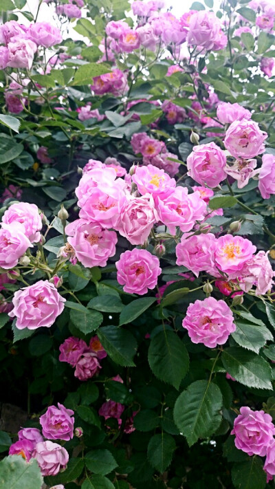 初夏 花 原创 摄影 风景 壁纸桌面 特写 静物 蔷薇花