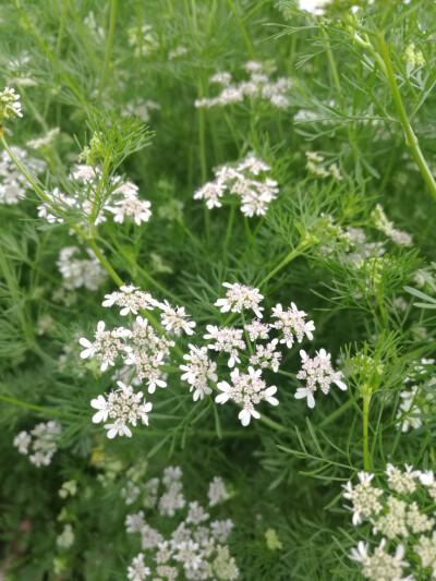 香菜花