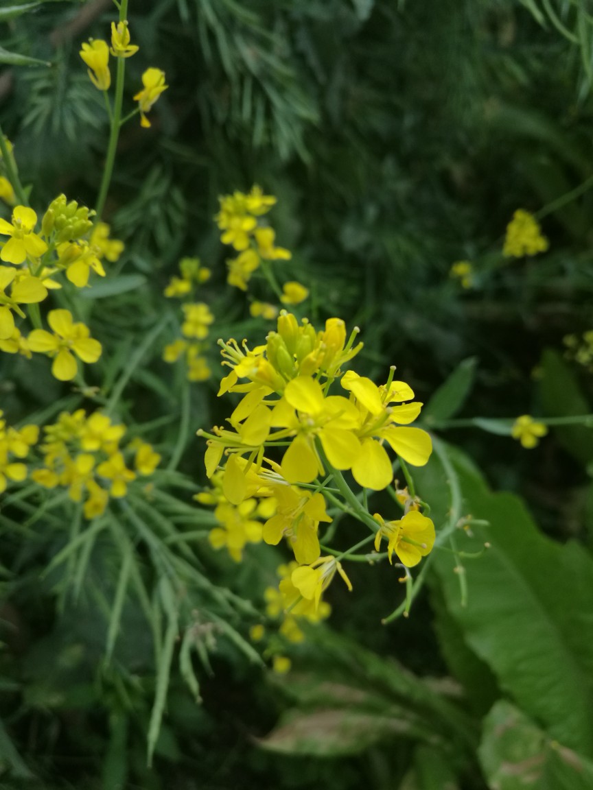 油菜花