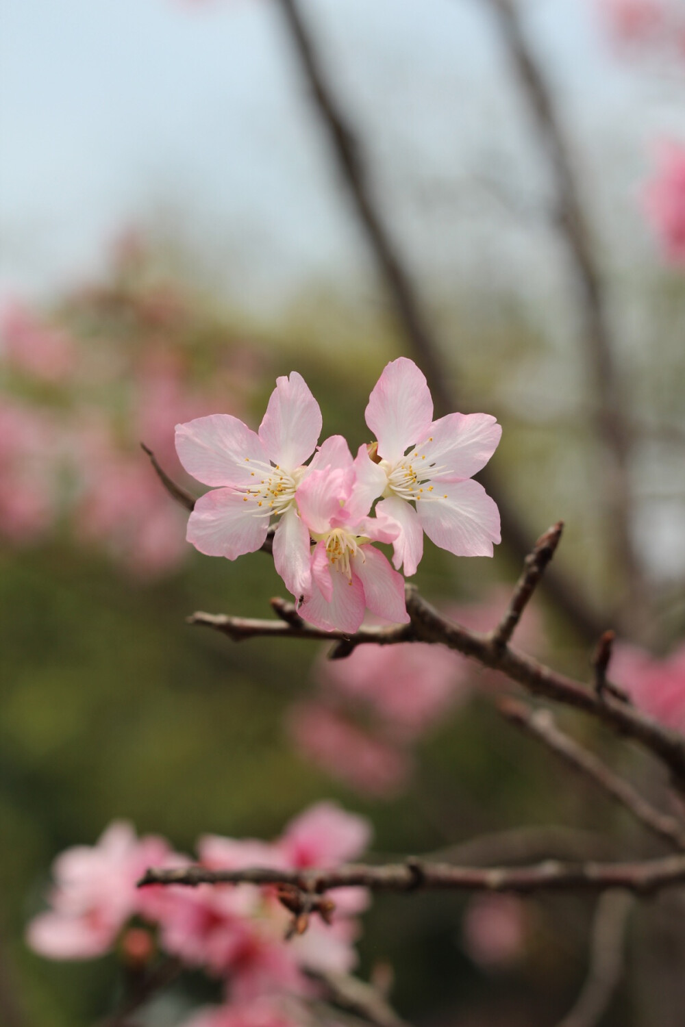 樱花