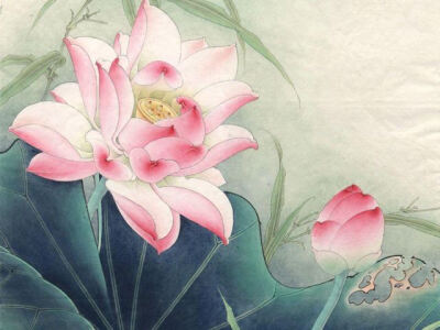 工笔画 荷花