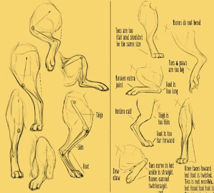 犬类 足部参考 搬运
