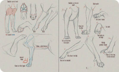 犬类 足部参考 搬运