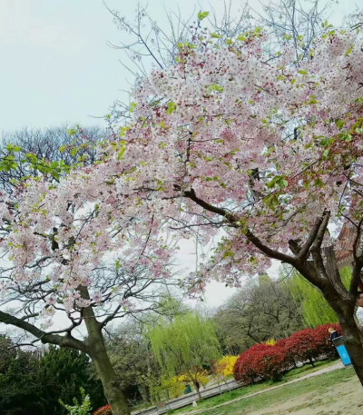 青岛八大关 偶然邂逅的樱花