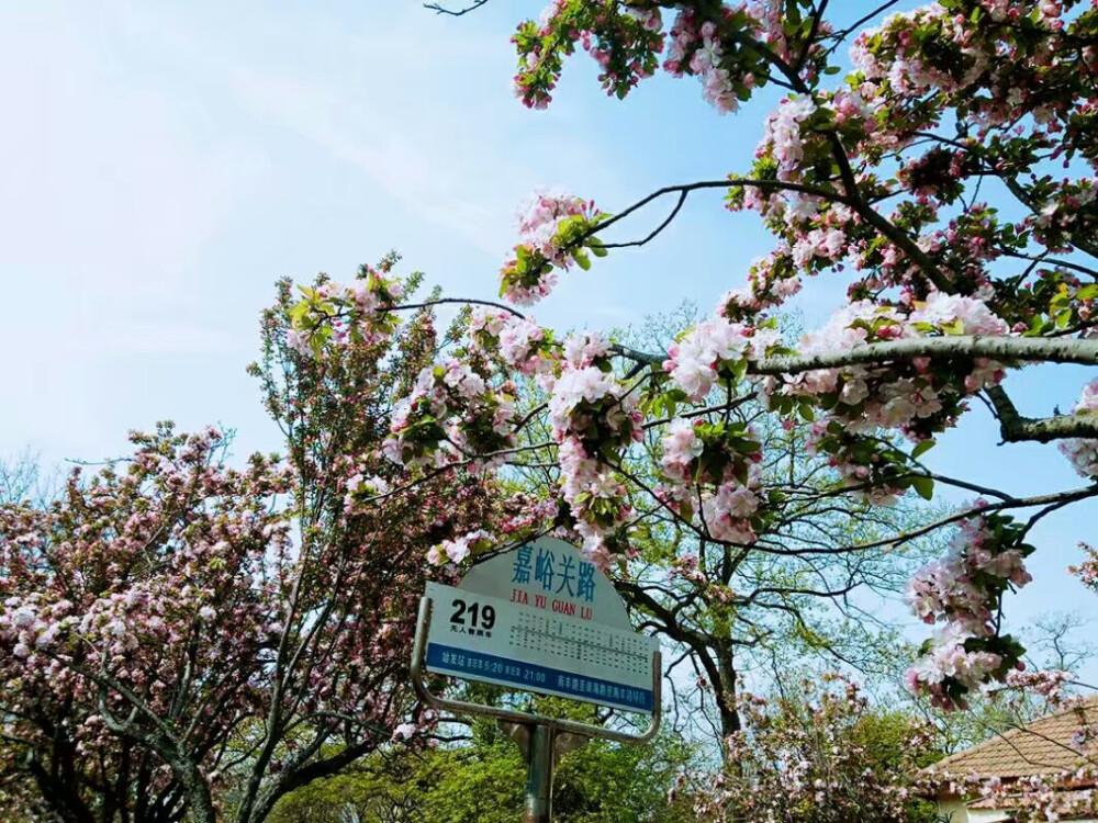 青岛八大关嘉峪关路的四月樱花