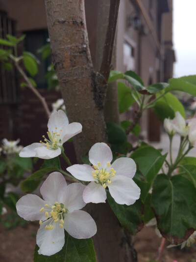 白桃花更妖娆