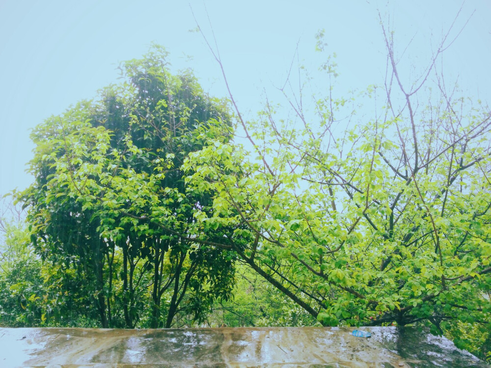 叶上初阳干宿雨